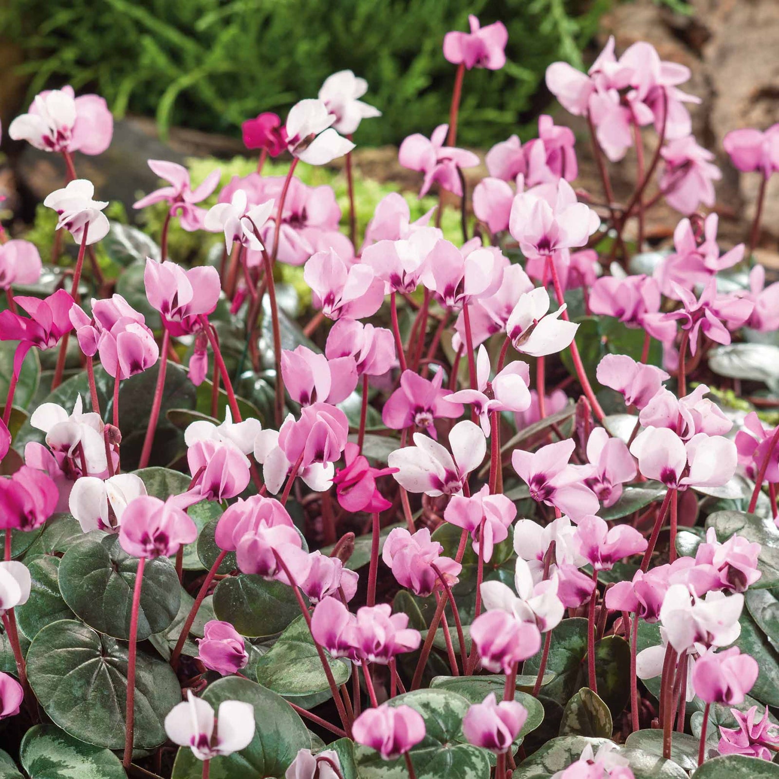 Cyclamen Coum | 5 x Bulbs | Red & White