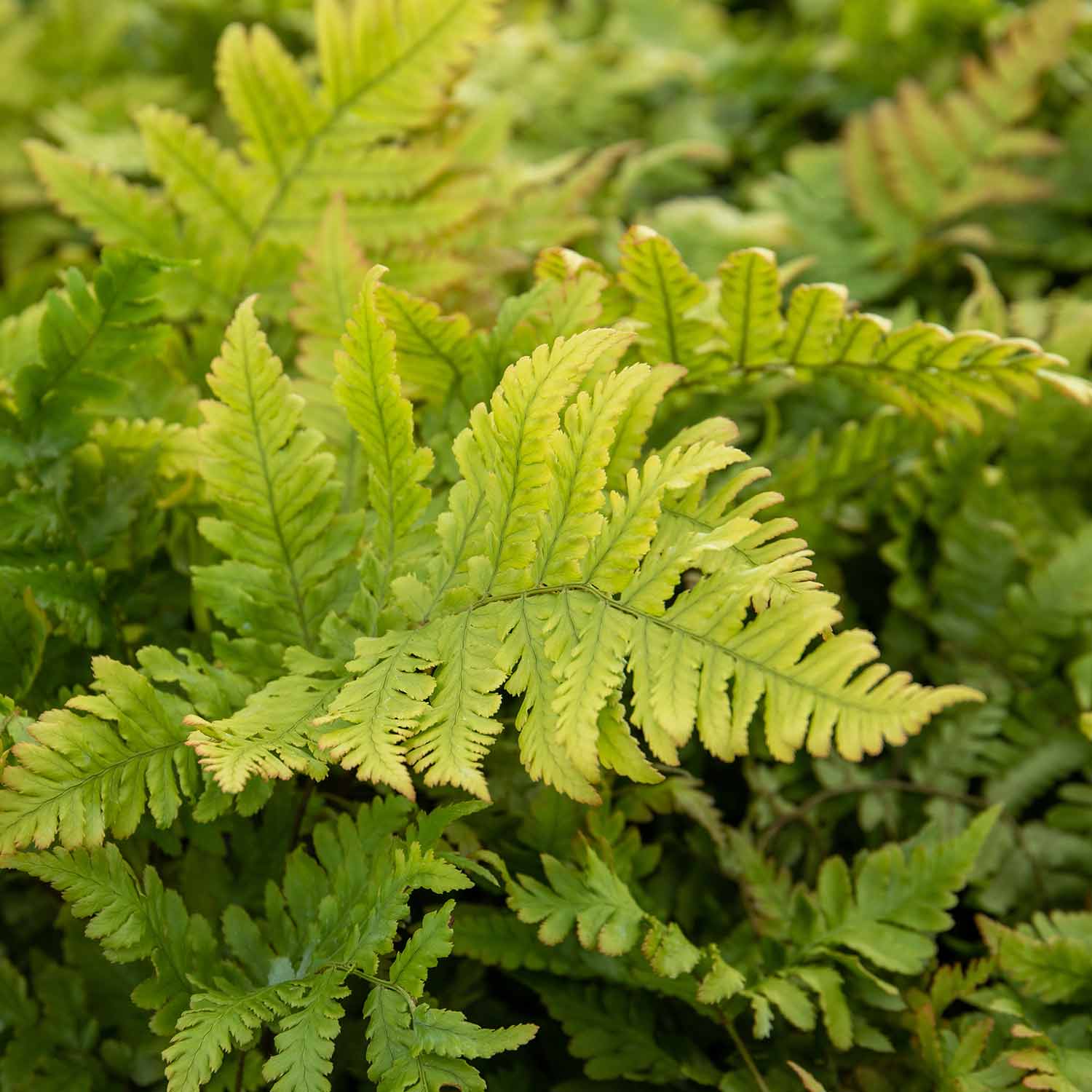 Japanese Shield Fern (rhs Award Of Garden Merit) | 1 x 2L | Green & Pink