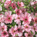 Growers Favourite Ranunculus Butterfly Mix | Set-of-6 | Multi
