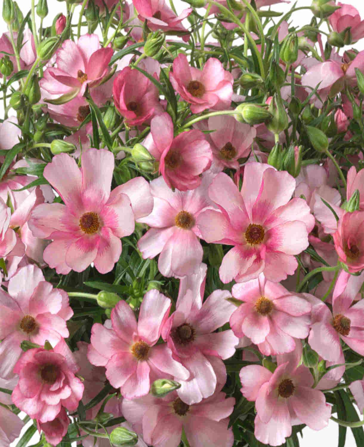 Growers Favourite Ranunculus Butterfly Mix - Tubers | Set-of-3 | Multi