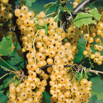 Currant Bush Collection 3 X Bare-root Plants (ebony, Blanka, Rovada) | 3 x Bare Root | Red & White