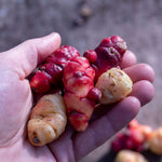Oca (new Zealand Yam) Tubers | 5 x Bulbs | Red