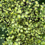 Pittosporum Donovan Gold - 9cm pot | 1 x 9cm | Purple