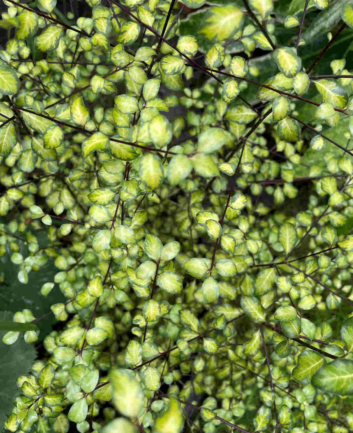 Pittosporum Donovan Gold - 9cm pot | 1 x 9cm | Purple