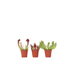 Pitcher Plant - 3 Pcs. - Sarracenia Purpurea - Height 10cm - ⌀5,5cm | Set of 3 | Green