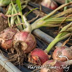 Marshalls Garden Autumn Planting Onion Sets 'electric' - Approx 65-75 Sets