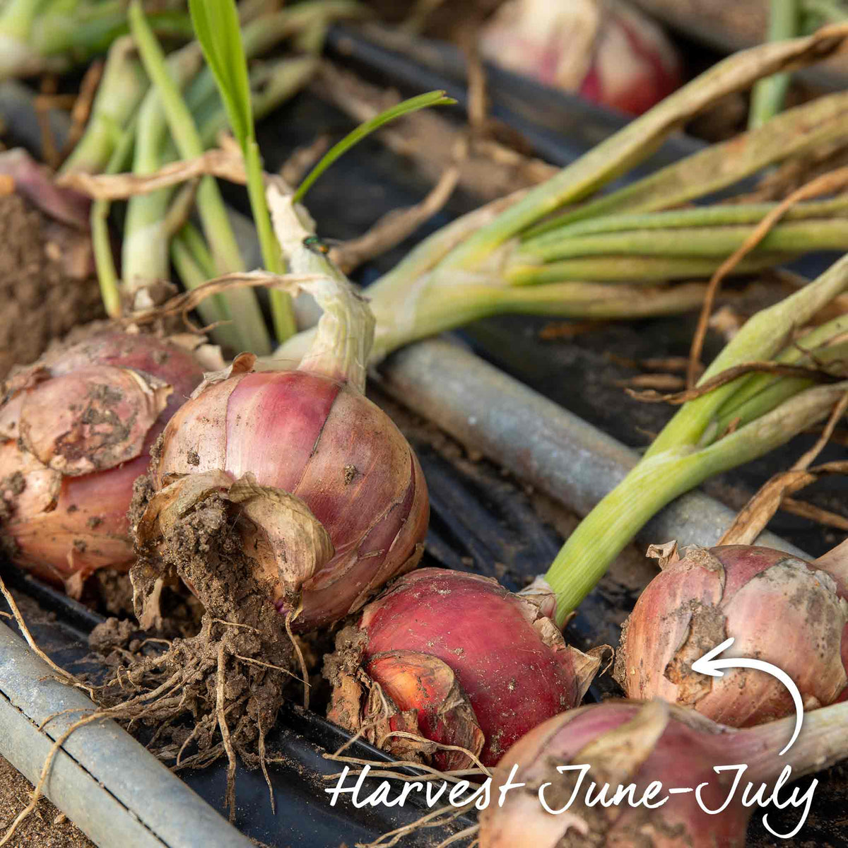 Marshalls Garden Autumn Planting Onion Sets 'electric' - Approx 65-75 Sets