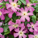 Clematis 'comtesse De Bouchard' Mauve-pink Climber | 1 x 2L | Pink