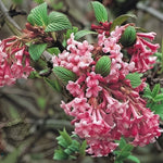 Direct Plants Viburnum Bodnantense Dawn Shrub, Winter Flowering Pink Fragrant Plant, Supplied In A 9cm Pot