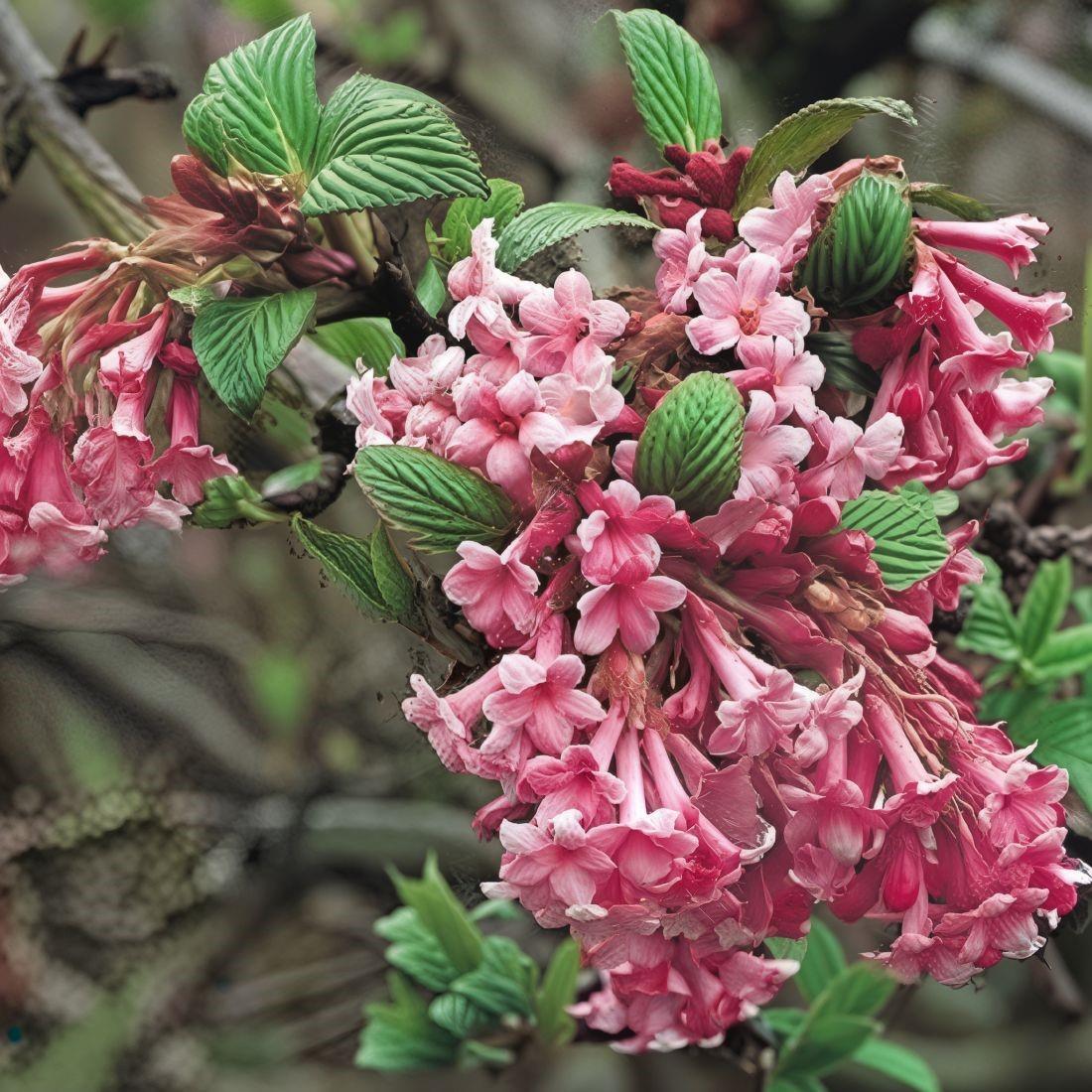 Direct Plants Viburnum Bodnantense Dawn Shrub, Winter Flowering Pink Fragrant Plant, Supplied In A 9cm Pot