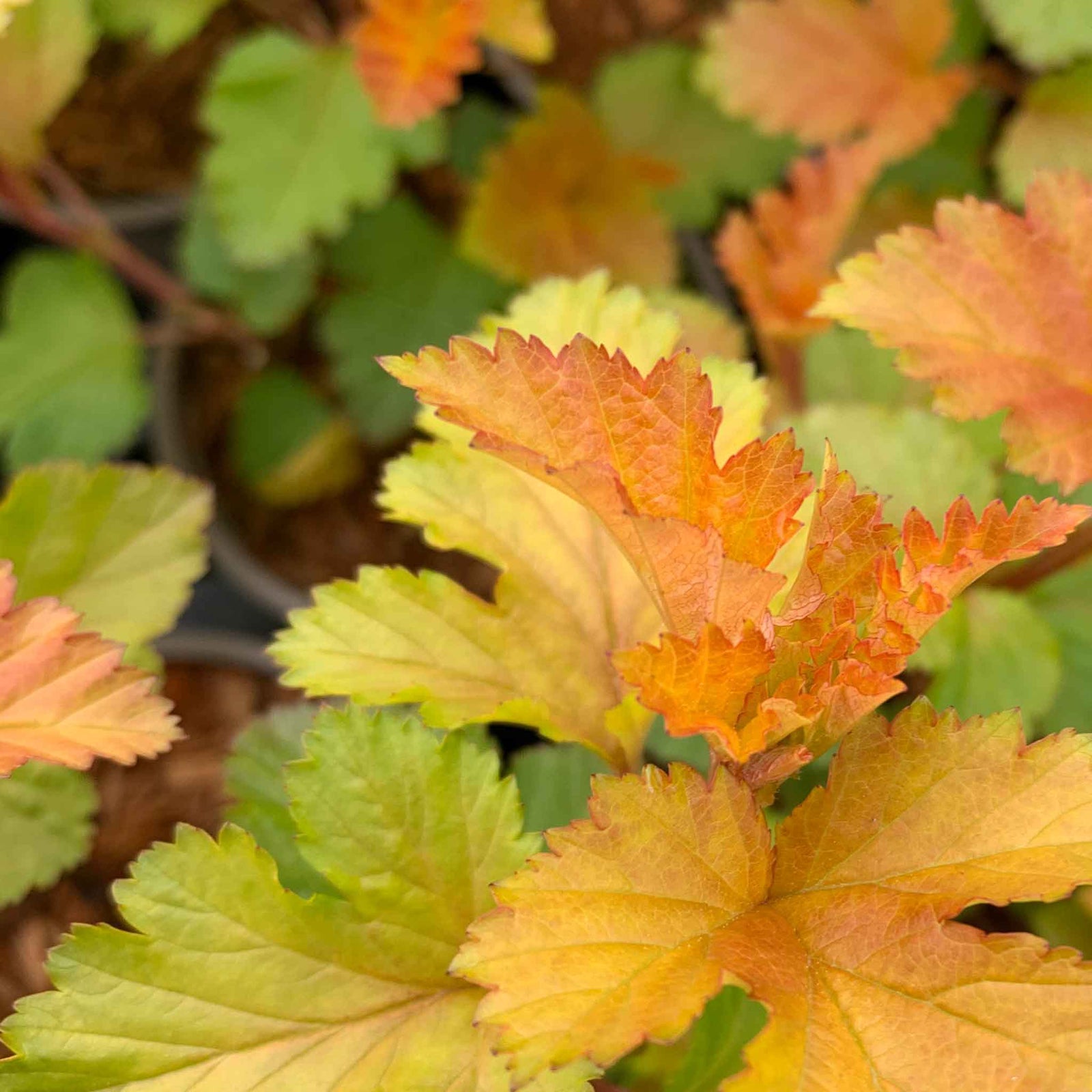 Physocarpus 'magic Ball' Compact Colour-changing Shrub | 1 x 3L