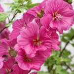 Lavatera 'red Rum' - Mauve-pink Flowering Shrub | 1 x 9cm | Pink