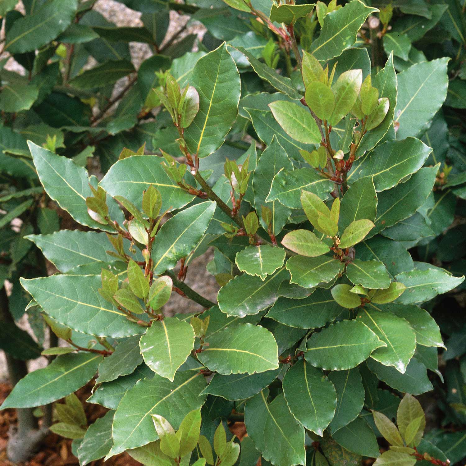 Pyramid Bay Tree (laurus Nobilis) - Evergreen Topiary For Pots & Doorways | 100cm | Green