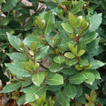 Pyramid Bay Tree (laurus Nobilis) - Evergreen Topiary For Pots & Doorways | 100cm | Green
