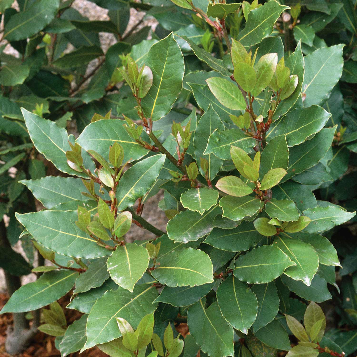 Pyramid Bay Tree (laurus Nobilis) - Evergreen Topiary For Pots & Doorways | 2 x 70cm | Green