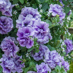 Petunia Tumbelina Collection, 6 Or 12 Plug Plants, Double-flowered Pink Plug Plants | 6 x Plug Plants | Pink