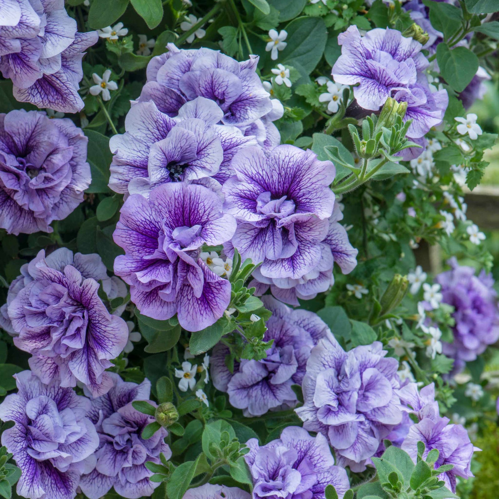 Petunia Tumbelina Collection, 6 Or 12 Plug Plants, Double-flowered Pink Plug Plants | 6 x Plug Plants | Pink