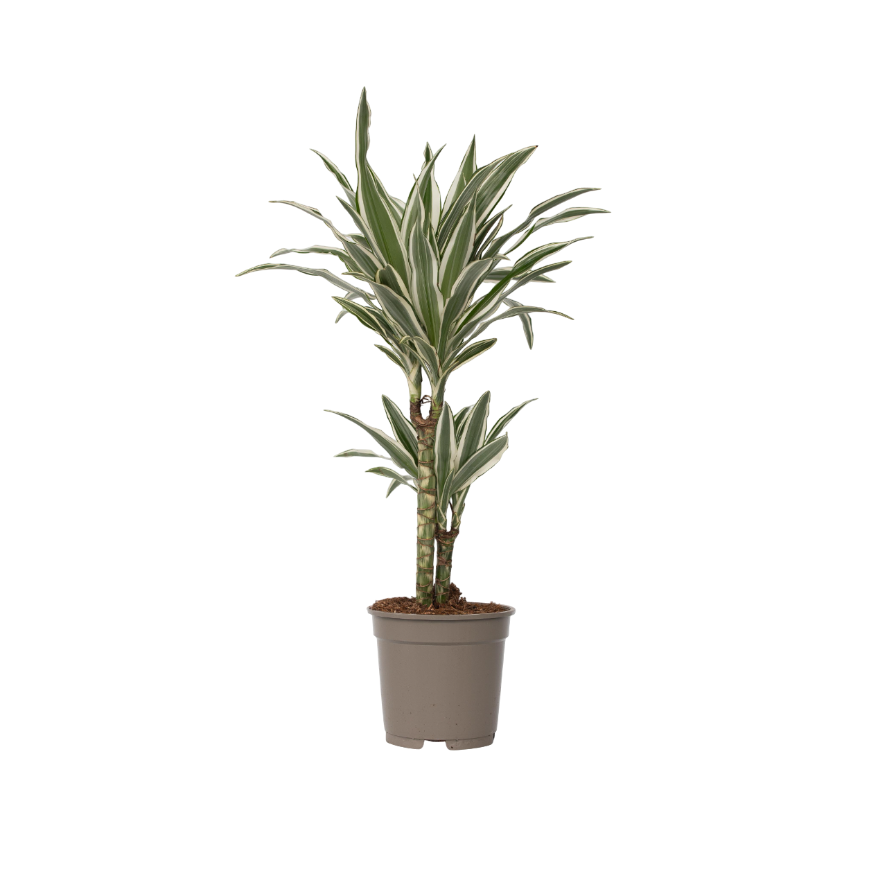 Dragon Tree - Dracaena Deremensis 'white Stripe' - Height 60-70cm - ⌀17cm | Set of 1 | Green