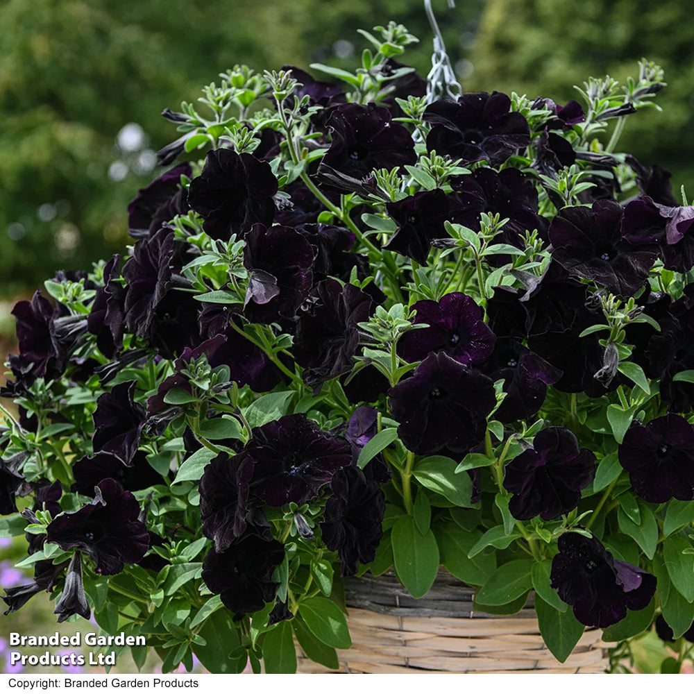 Easy Wave Navy Velour Petunia Garden Ready Plants - Deep Blue-purple Groundcover | 12 x Garden Ready Plants