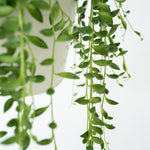 String Of Pearls - 2 Pcs. - Senecio Rowleyanus - Height 10-20cm - ⌀12cm | Set-of-2 | Green