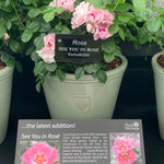 Rose 'see You In Rosé' (persica Floribunda, Fragrant, Pollinator-friendly) | 1 x Bare Root | Pink