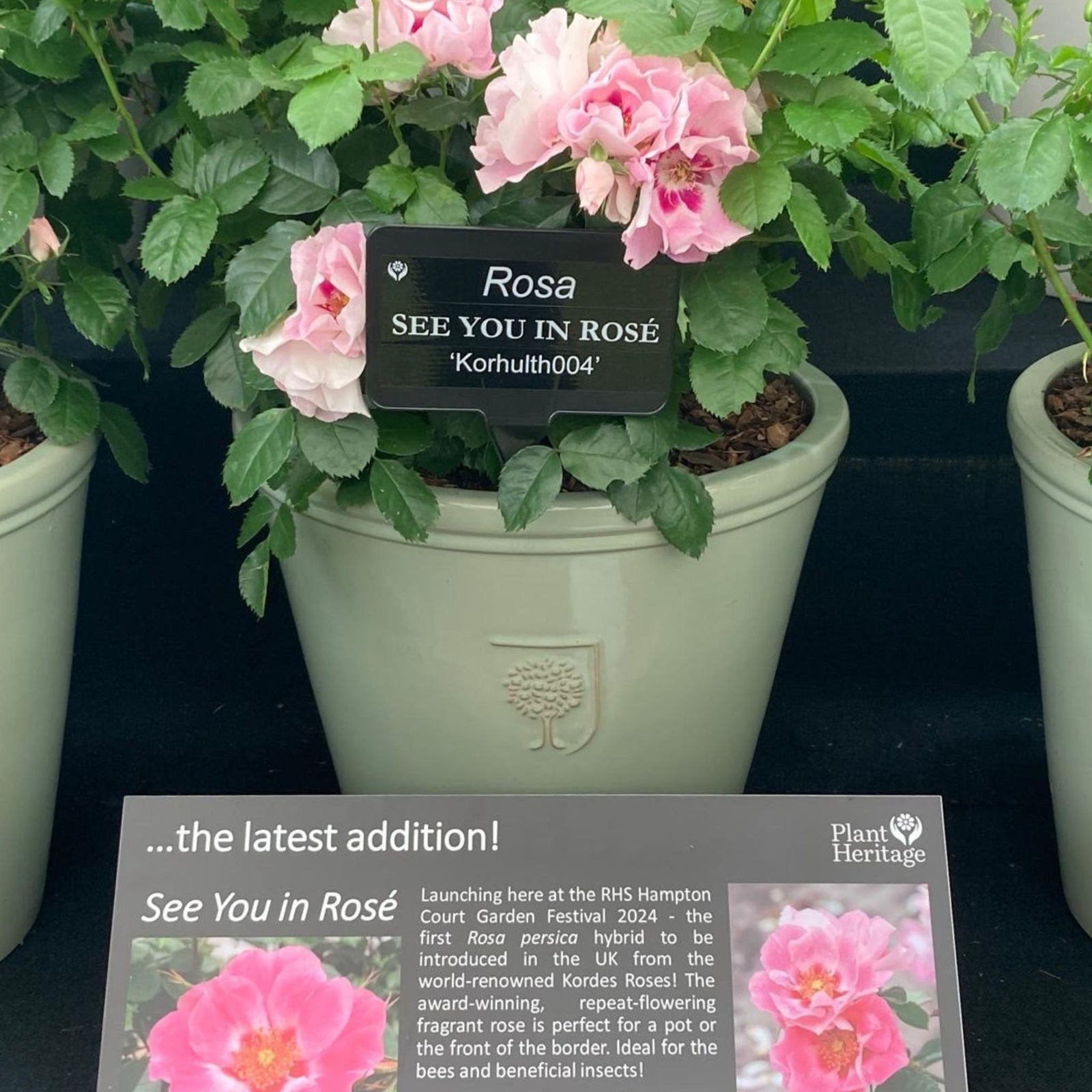 Rose 'see You In Rosé' (persica Floribunda, Fragrant, Pollinator-friendly) | 1 x Bare Root | Pink