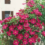 Clematis 'rouge Cardinal' Climbing Red Clematis | 3 x 7cm Plants | Red