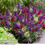 Thompson & Morgan Buddleja Butterfly Candy Collection - 4 Potted Plants