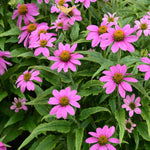 Echinacea Jewel Collection - 9cm Pots. | 3 x 9cm | Multi
