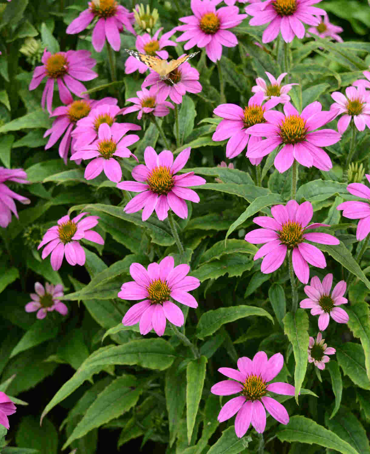 Echinacea Jewel Collection - 9cm Pots. | 3 x 9cm | Multi