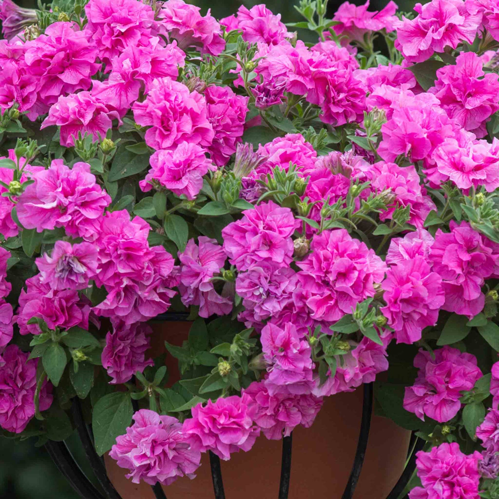 Petunia 'tumbelina Candyfloss' Double-flowering Trailing Petunia | 12 x Plug Plants | Pastel Pink
