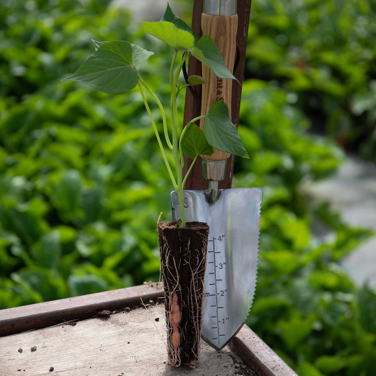 Beauregard Sweet Potato Rooted Slips | Set of 5