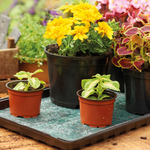 Capillary Matting Sheet, Non-woven For Grow It Trays | Set of 5 | Green