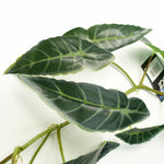 110cm Artificial Trailing Hanging Dark Natural Look  Plant Realistic