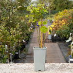 Japanese Wineberry (rubus Phoenicolasius) | 1 x 2L | Red