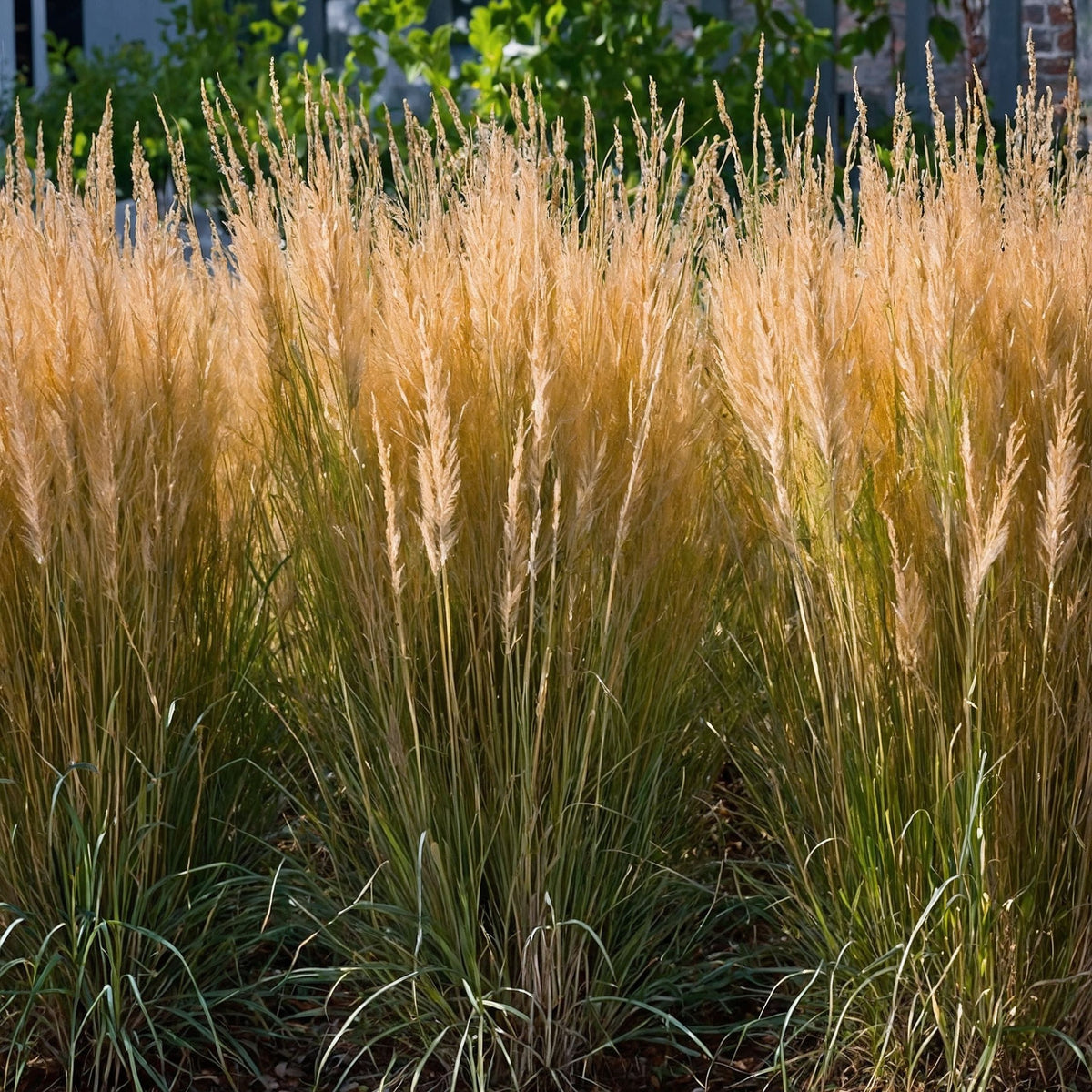 Feather Reed Grass - 2 Pcs. - Calamagrostis 'karl Foerster' - H40-60cm - ⌀23cm | Set of 2 | Green