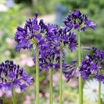 Agapanthus 'royal Velvet' - Deep Purple-blue African Lily - 9cm Pot | 3 x 9cm | Purple