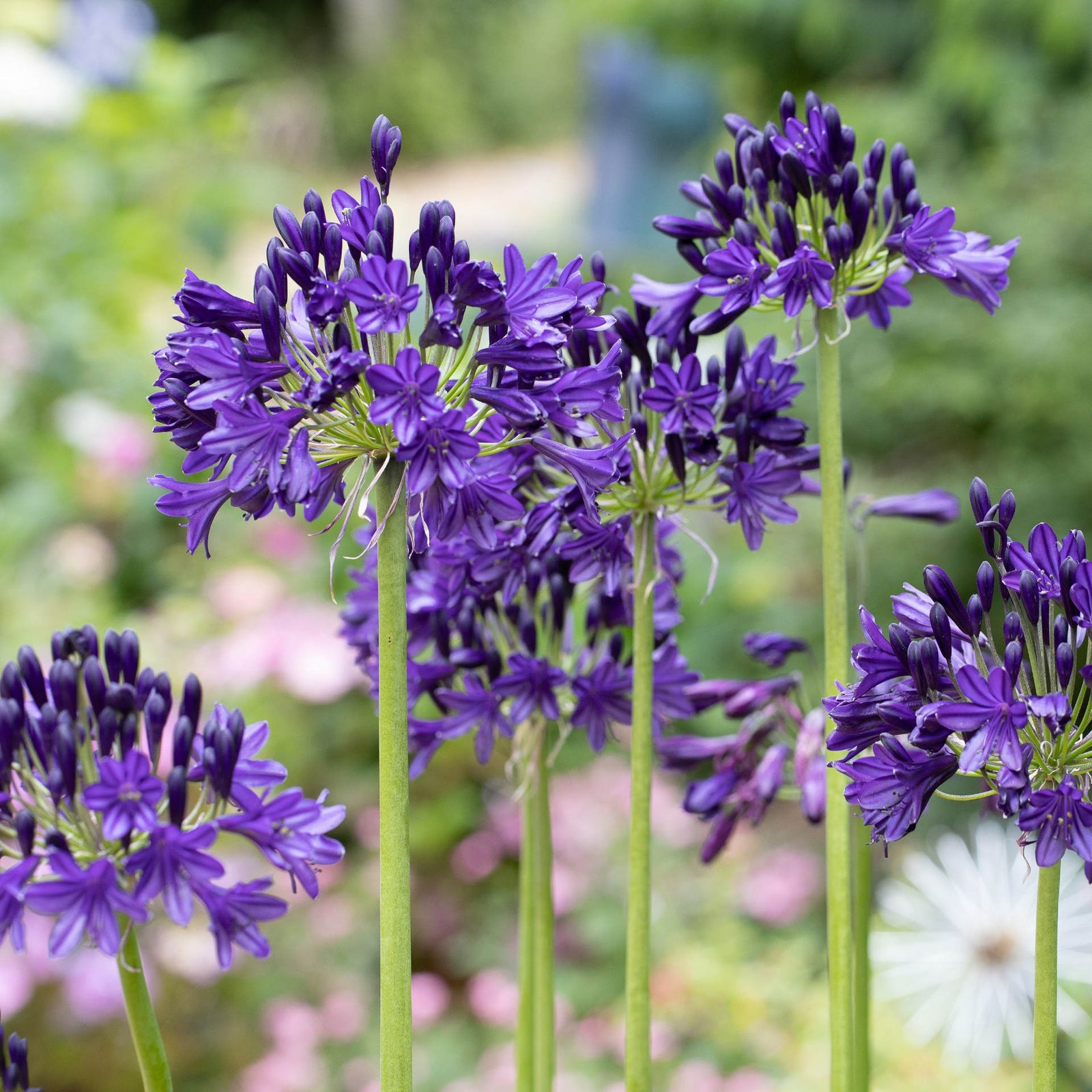 Agapanthus 'royal Velvet' - Deep Purple-blue African Lily - 9cm Pot | 3 x 9cm | Purple