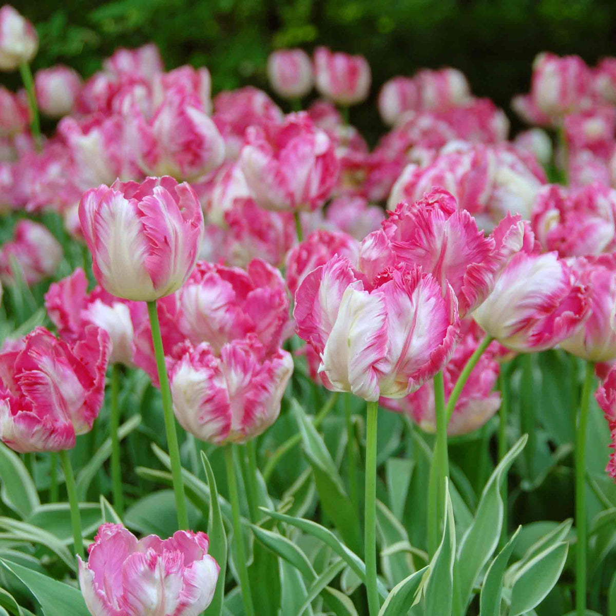 Tulip Bulbs Silver Parrot - Pink Parrot Tulip | Set of 10 | Pink