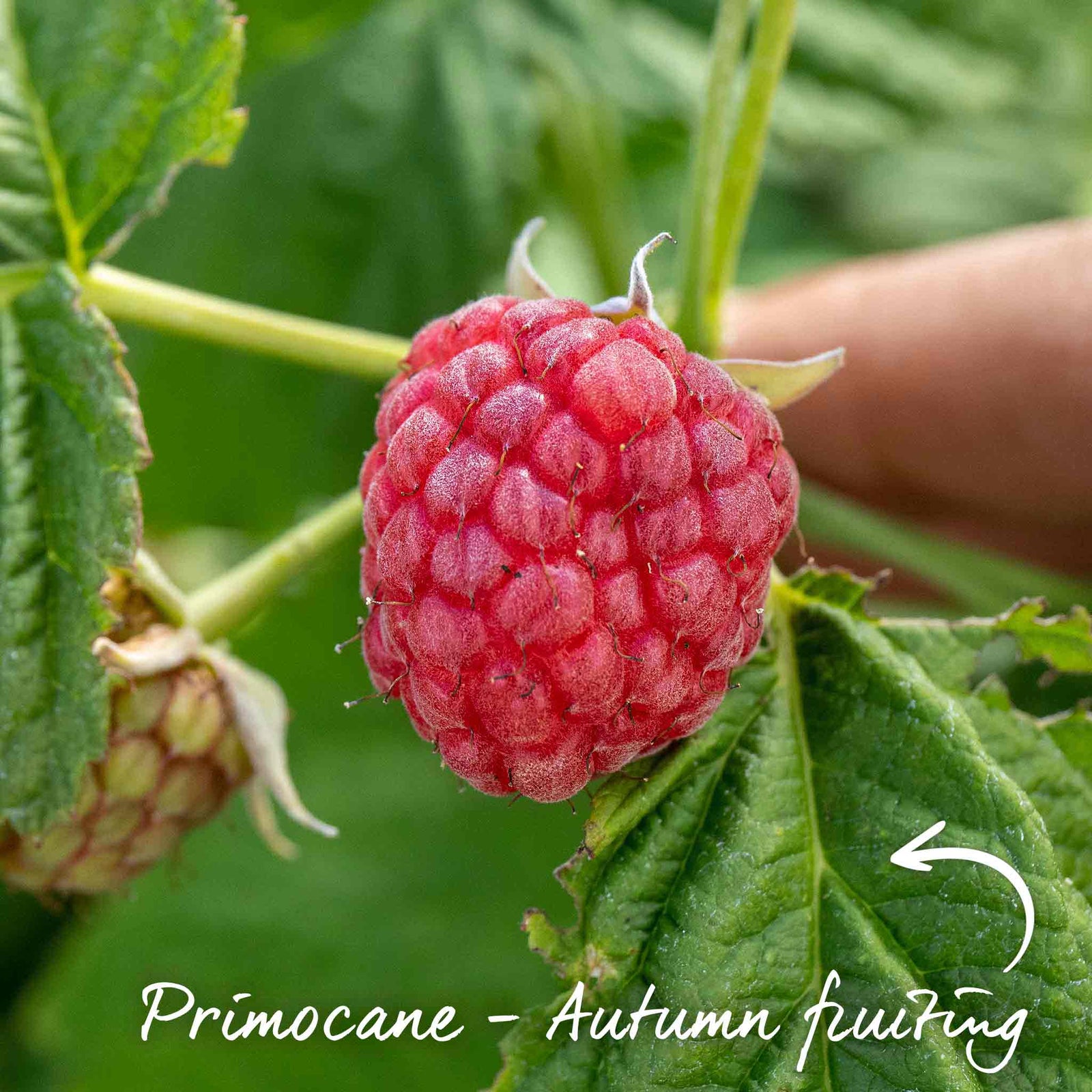 Thornless Raspberry 'joan J' - Compact Autumn-fruiting Primocane Bare Roots | Set-of-5 | Scarlet