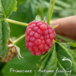Thornless Raspberry 'joan J' - Compact Autumn-fruiting Primocane Bare Roots | Set of 3 | Scarlet
