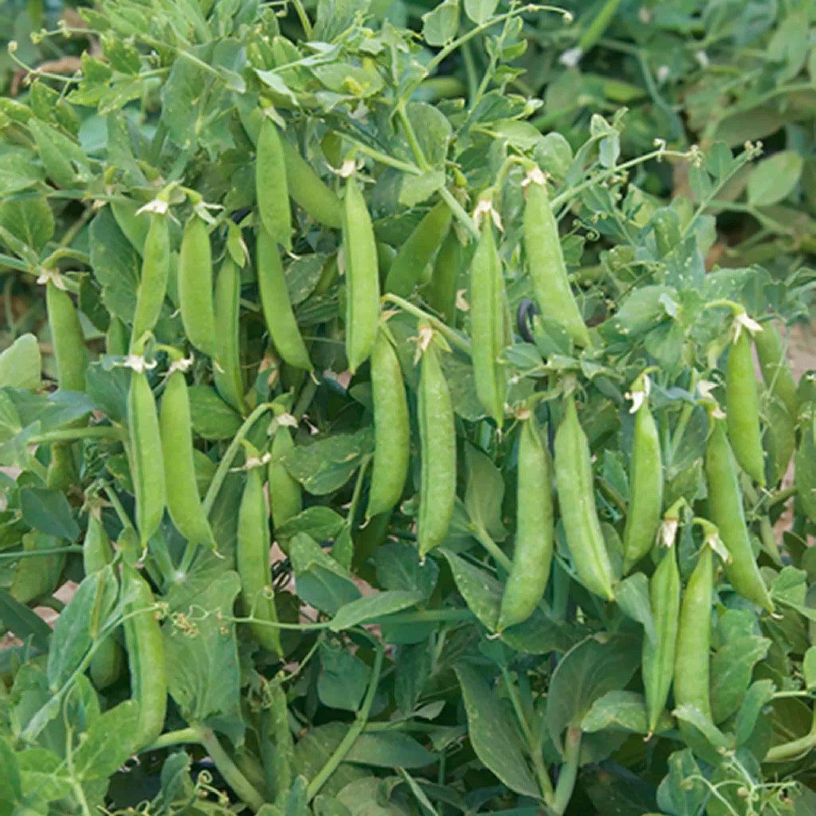 Sugar Snap Pea 'sugar Force' Multisown | 12 x Plug Plants | Green