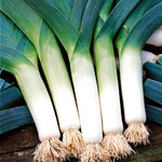 Leek 'krypton' - Compact Rhs Award Of Garden Merit Variety Seedlings | Set of 20 | Multi