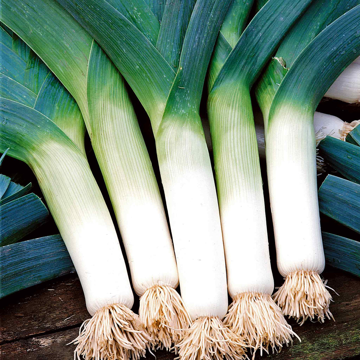 Leek 'krypton' - Compact Rhs Award Of Garden Merit Variety Seedlings | Set of 20 | Multi