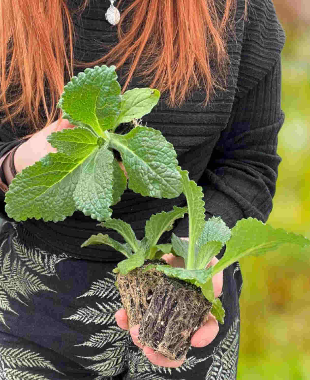 Digitalis Panther Perennial Foxglove - XL plug plants | Set-of-5 | Pink