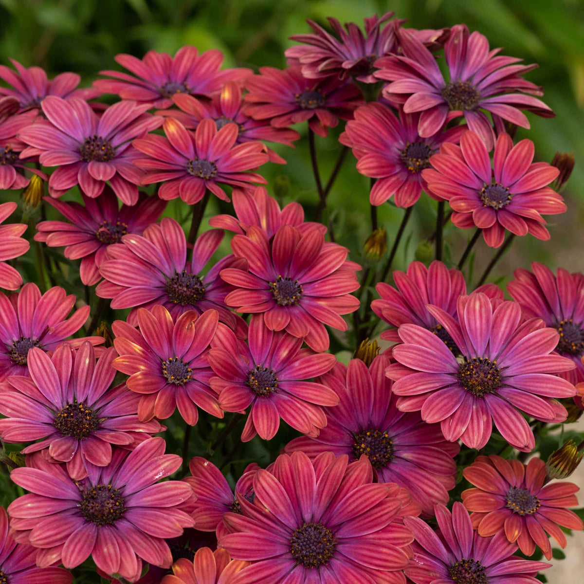 Osteospermum 'dalina Purple Outback' Compact Purple-red Plug Plants | Set of 12
