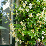 Trachelospermum Jasminoides 9cm Pot | 2 x 9cm