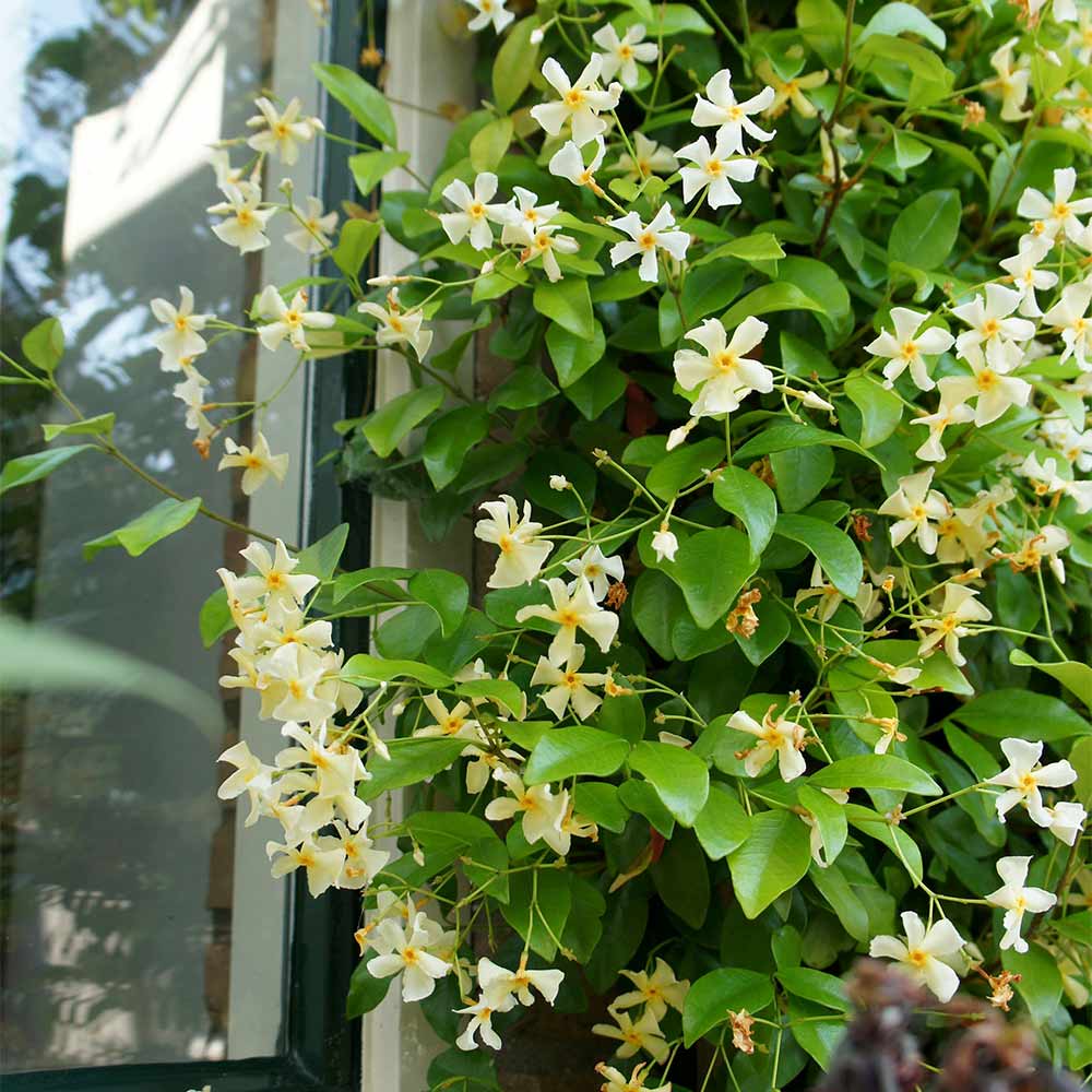 Trachelospermum Jasminoides 9cm Pot | 2 x 9cm