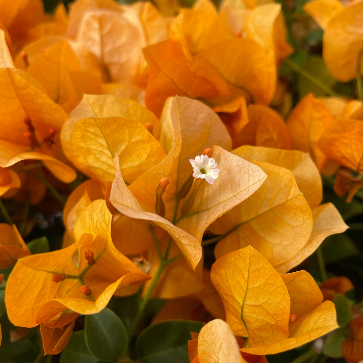 Paper Flower - Height 50-60cm - ⌀17cm | Set of 1 | Orange