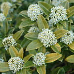 Skimmia Contrasting Duo - Evergreen And Spring Flowering, Supplied In 10.5cm Pots